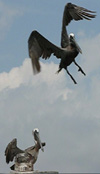 The Pelican Buoy - Edisto 2009